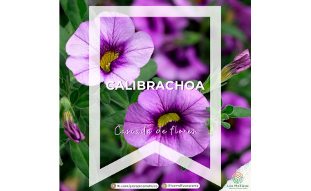 Calibrachoa, cascada de flores