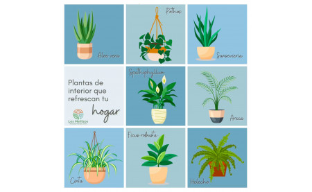 Plantas que pueden ayudarte a reducir la temperatura de tus interiores